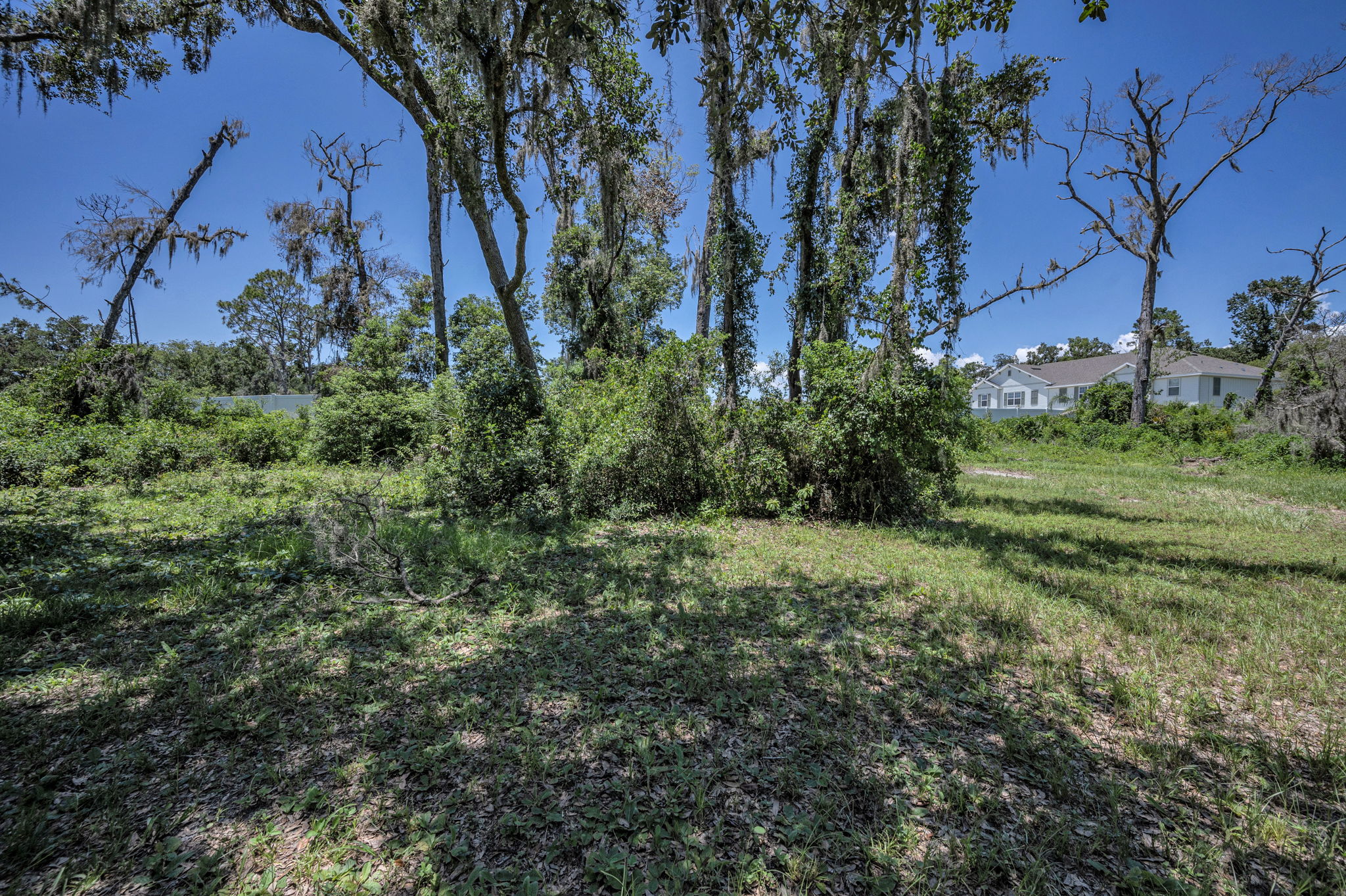 Backyard11