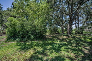 Backyard6