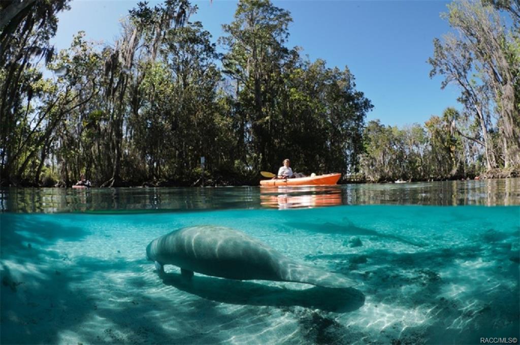 Canoeing and kayaking are a popular activity in the area. Manatees are a common encounter.
