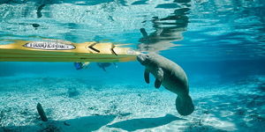 The docile and sweet "sea cows" are frequent visitors...