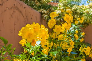 Patio landscaping