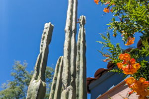 Patio landscaping