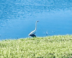 Birdwatcher's Delight!