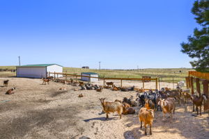 Goat pens with goat barn and lean-to