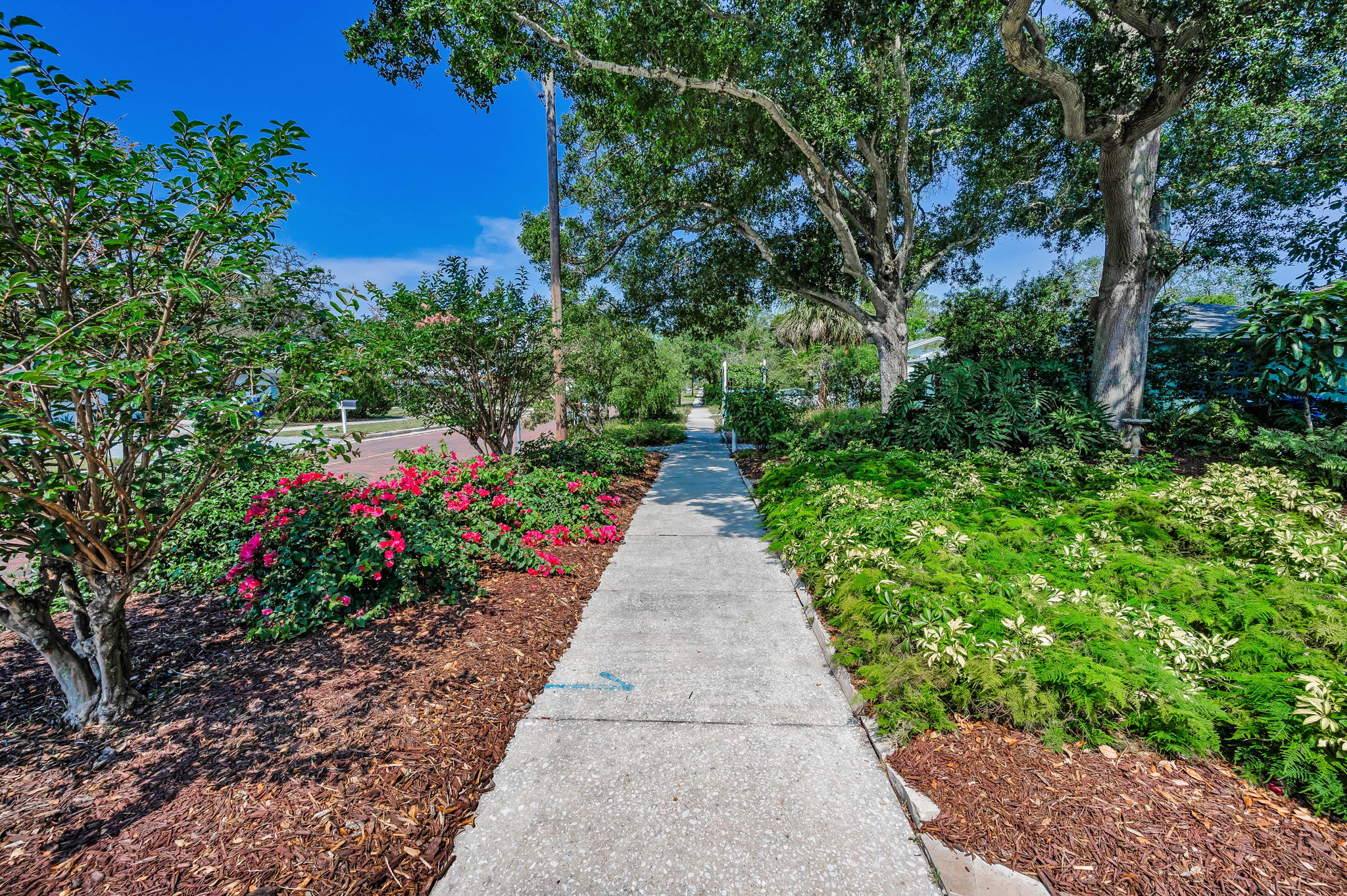 Frontyard50