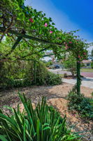 Frontyard53