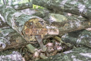  Photo 25