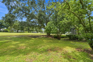 Backyard1