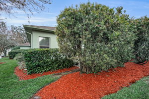 Backyard2