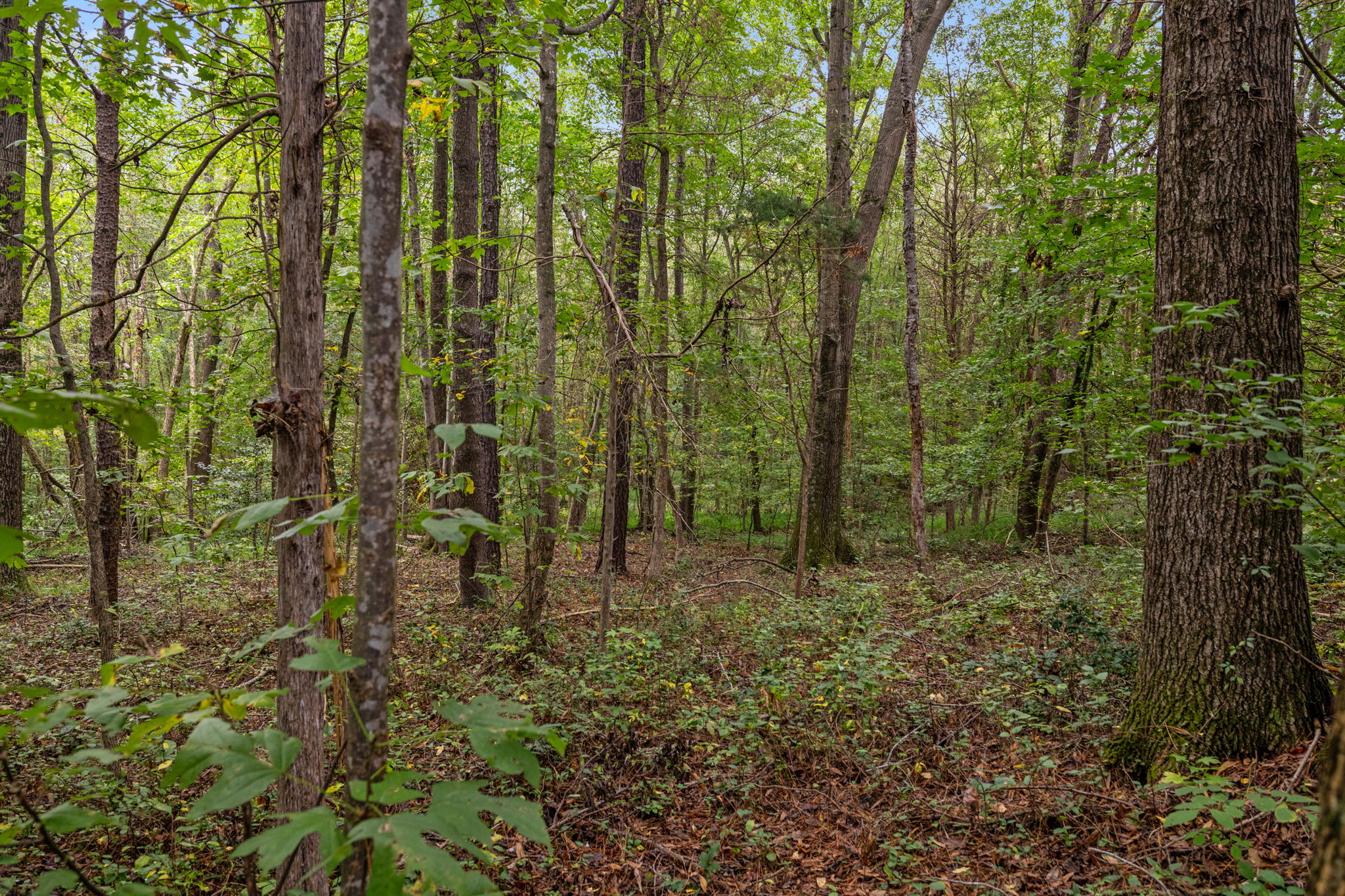  Photo 48