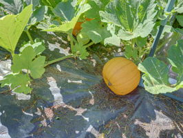  Photo 36