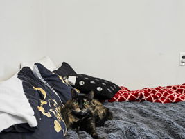  Photo 24
