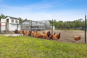 Chicken Coop