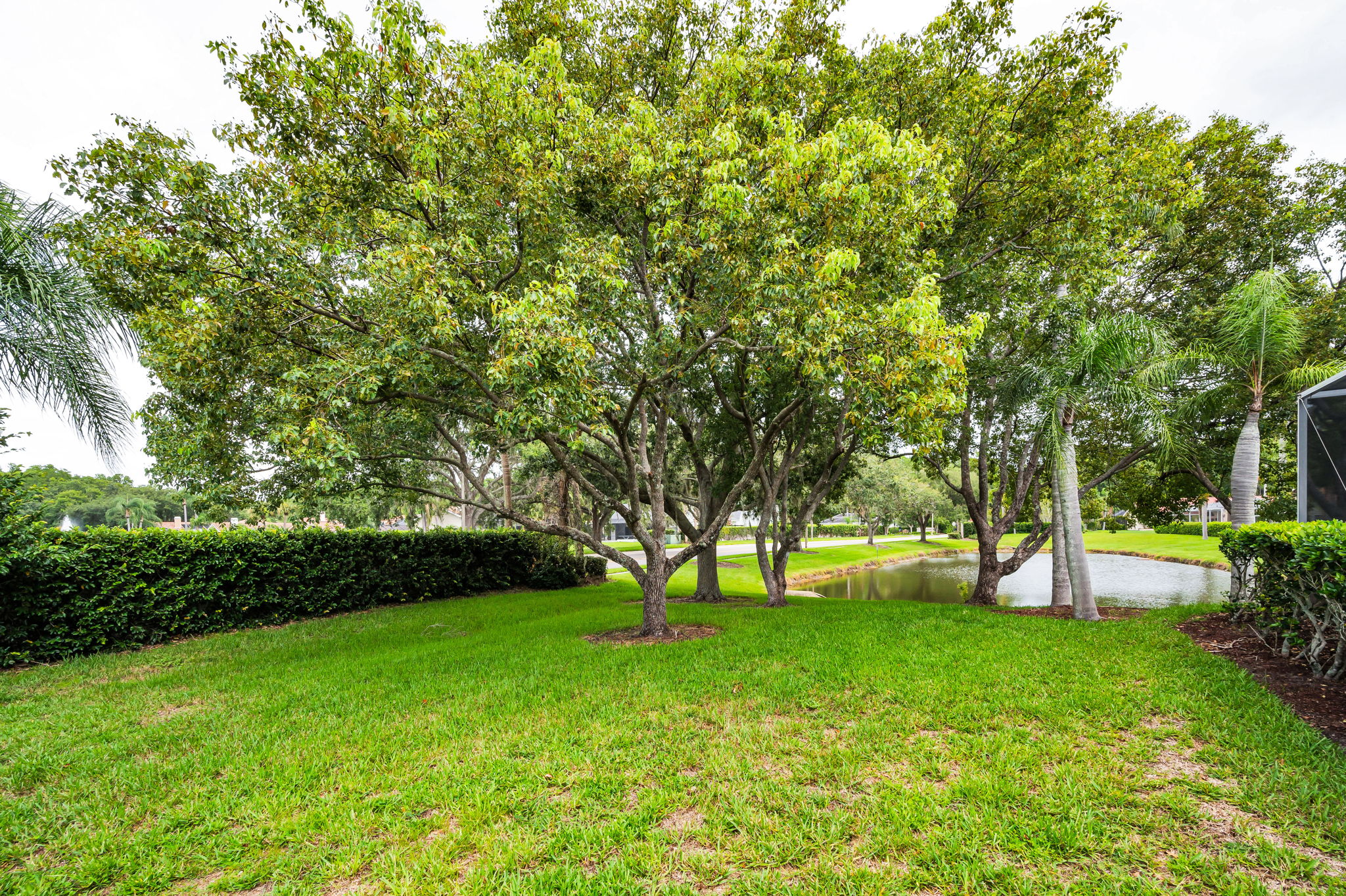 Backyard4