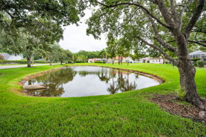Backyard3