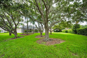 Backyard5