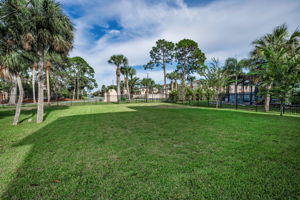 Backyard1