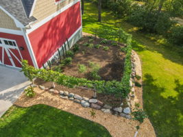 Espalier Apple Tree Garden