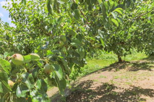 ExteriorFruitTrees-2