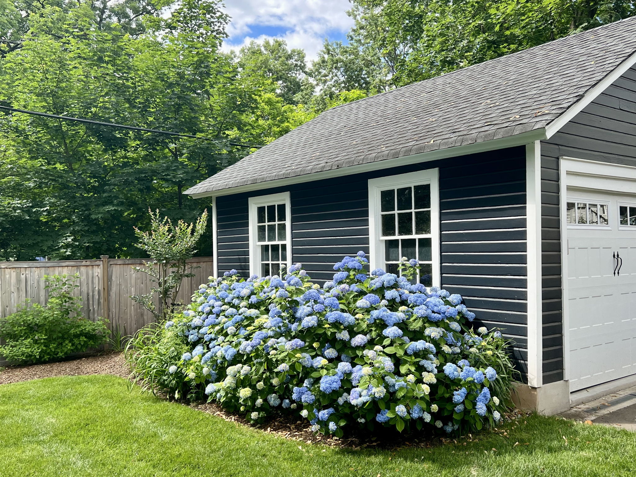 Summer hydrangea.