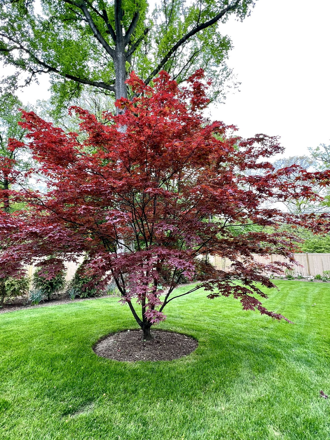 Lovely specimen tree out back