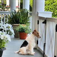 The perfect spot to sit, stay, and watch the world go by.