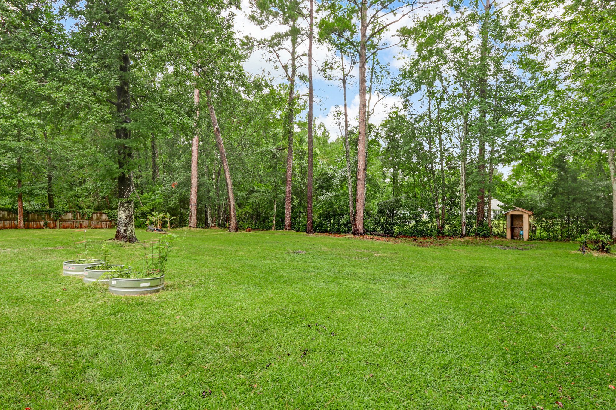 Back Yard