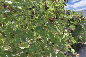  Photo 41