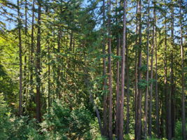 018_f8_AERIAL_6 Timber Ridge Ln