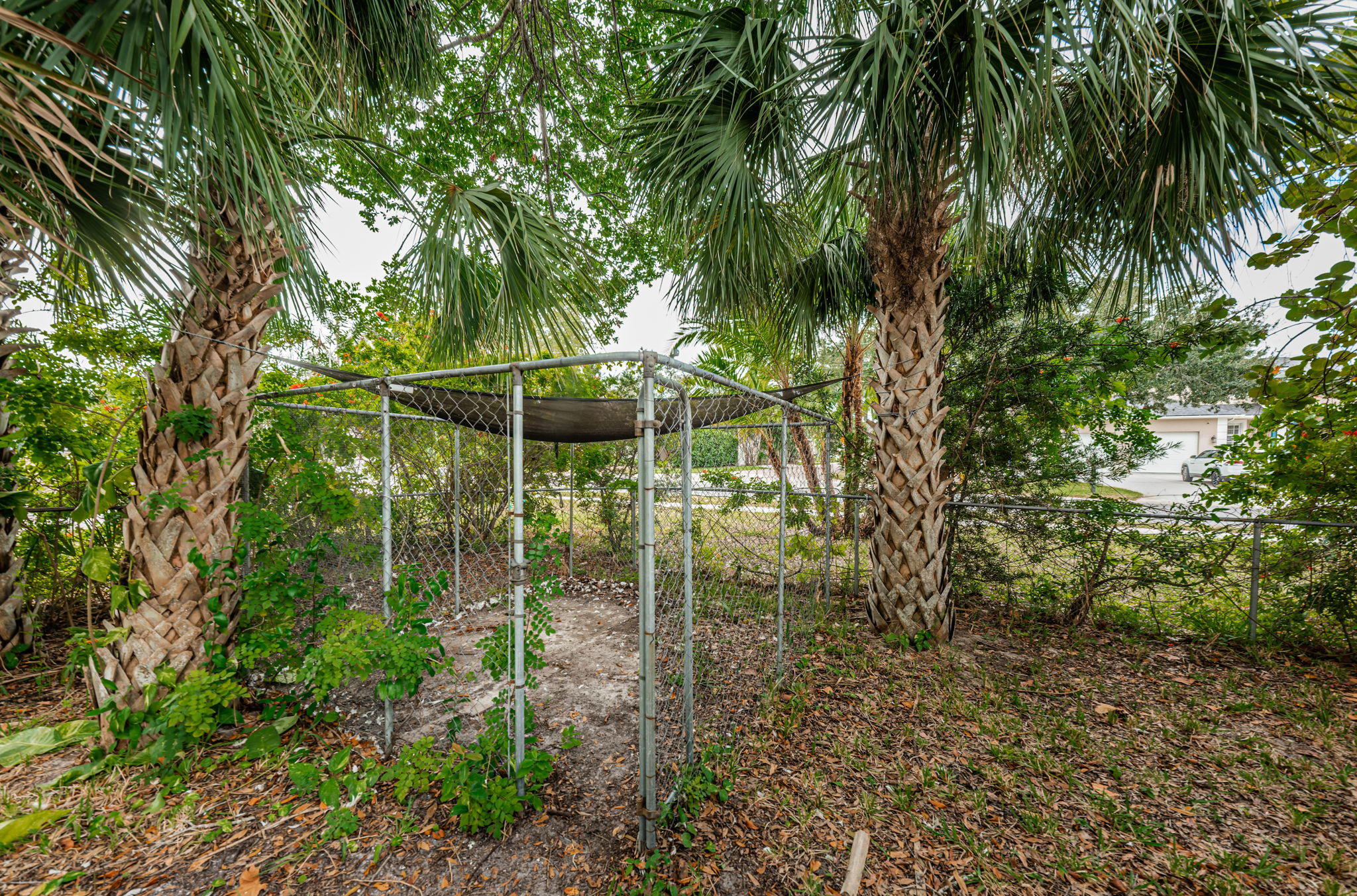 Backyard3
