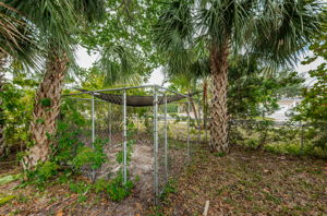 Backyard3
