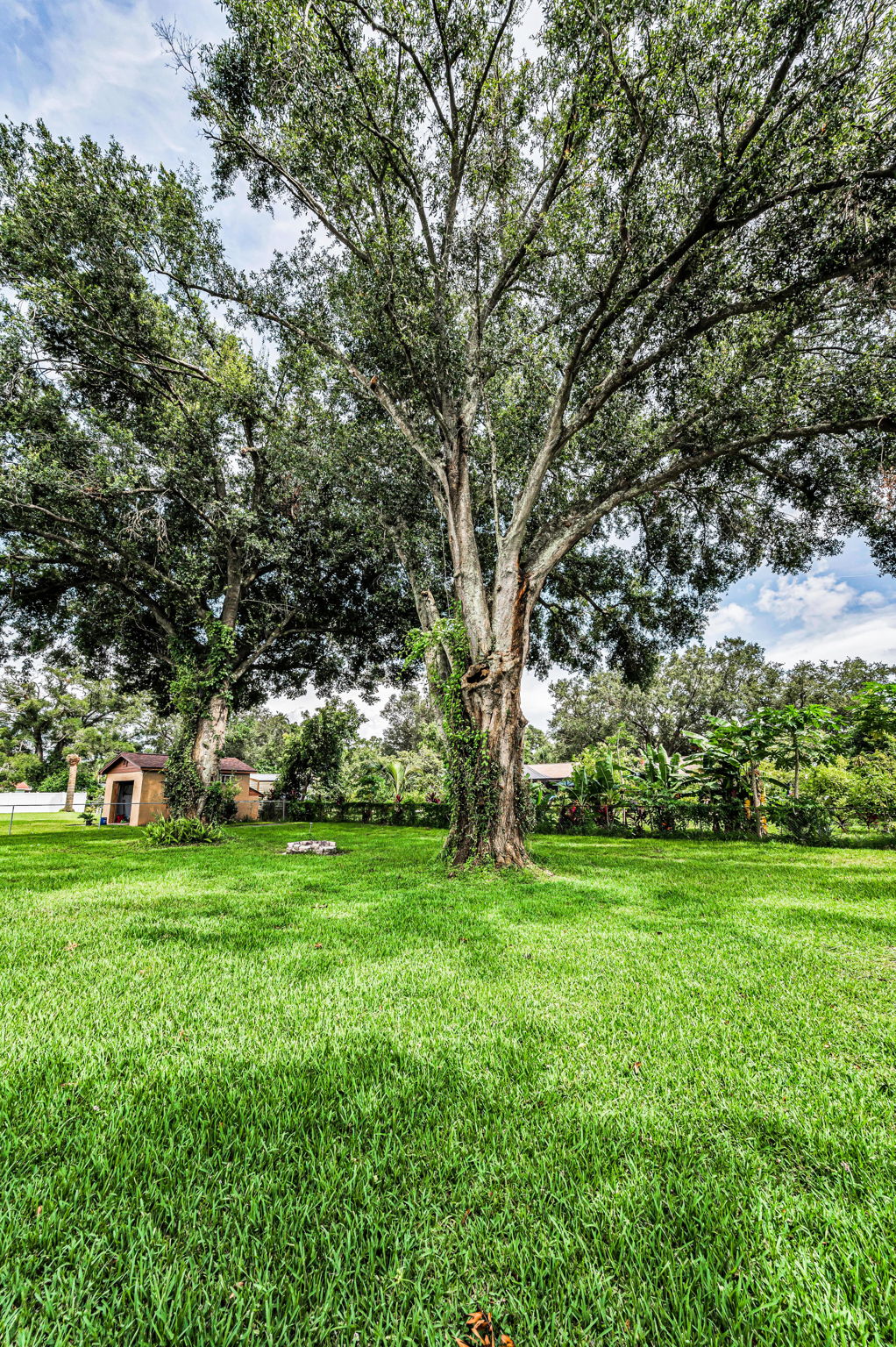 Backyard2