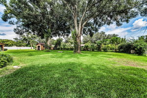 Backyard1