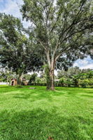 Backyard2