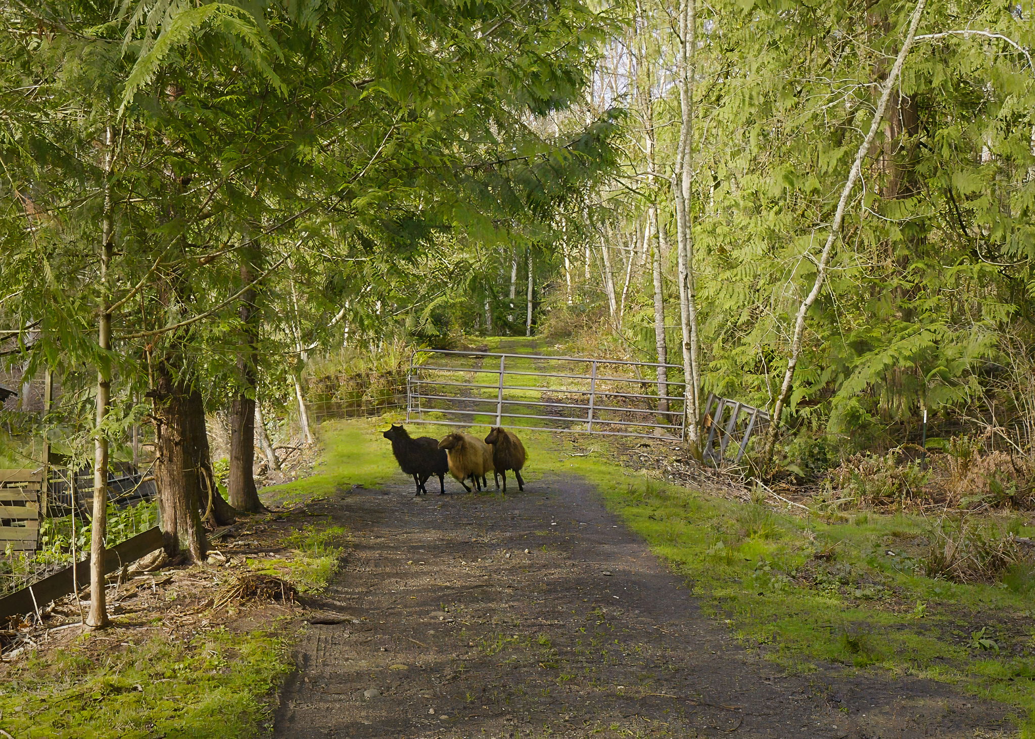 Yes, sheep currently enjoy this property too! Goats, sheep, chickens?