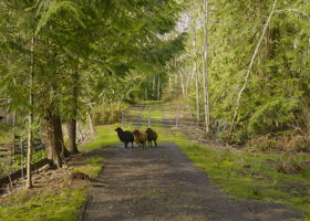 Yes, sheep currently enjoy this property too! Goats, sheep, chickens?