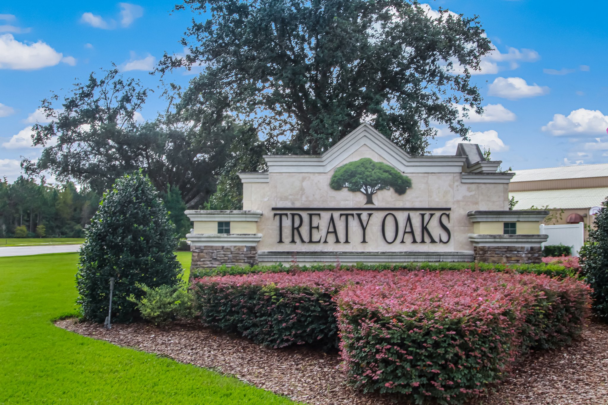 Treaty Oaks
