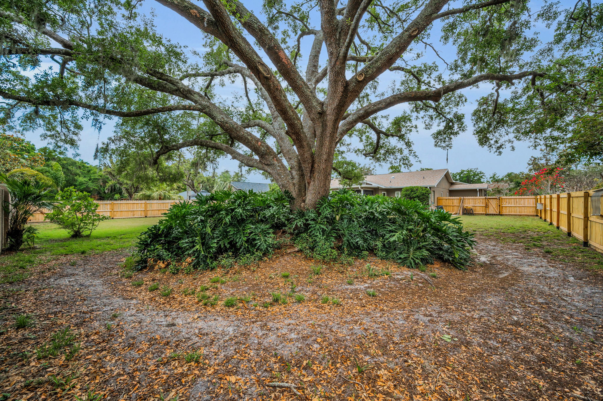 Backyard5
