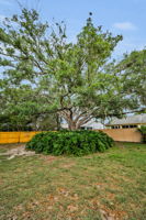 Backyard2