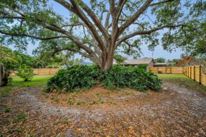 Backyard5