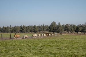  Photo 52