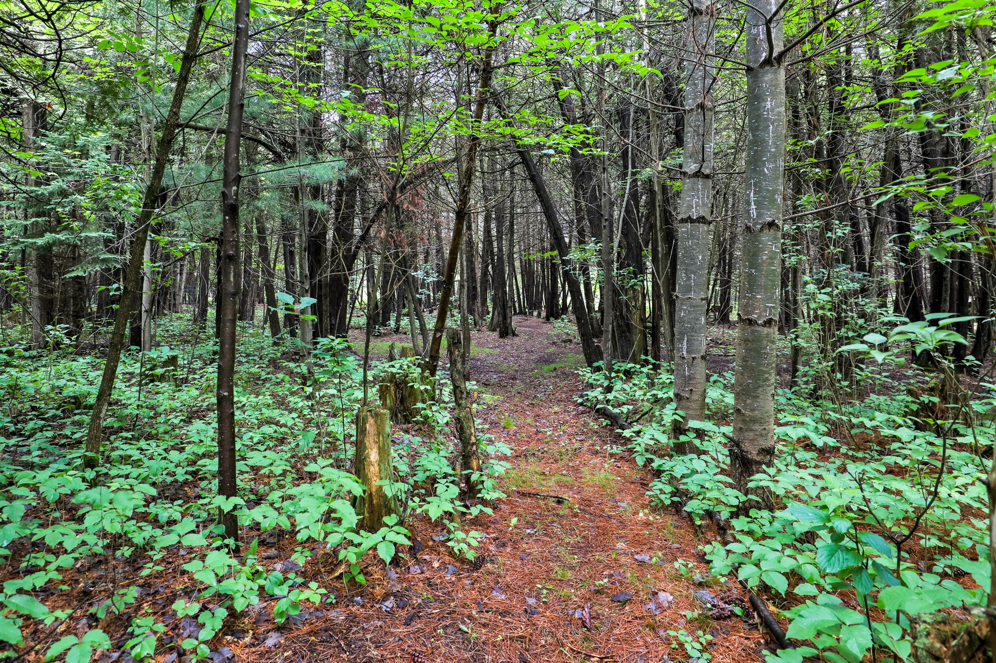  Photo 42