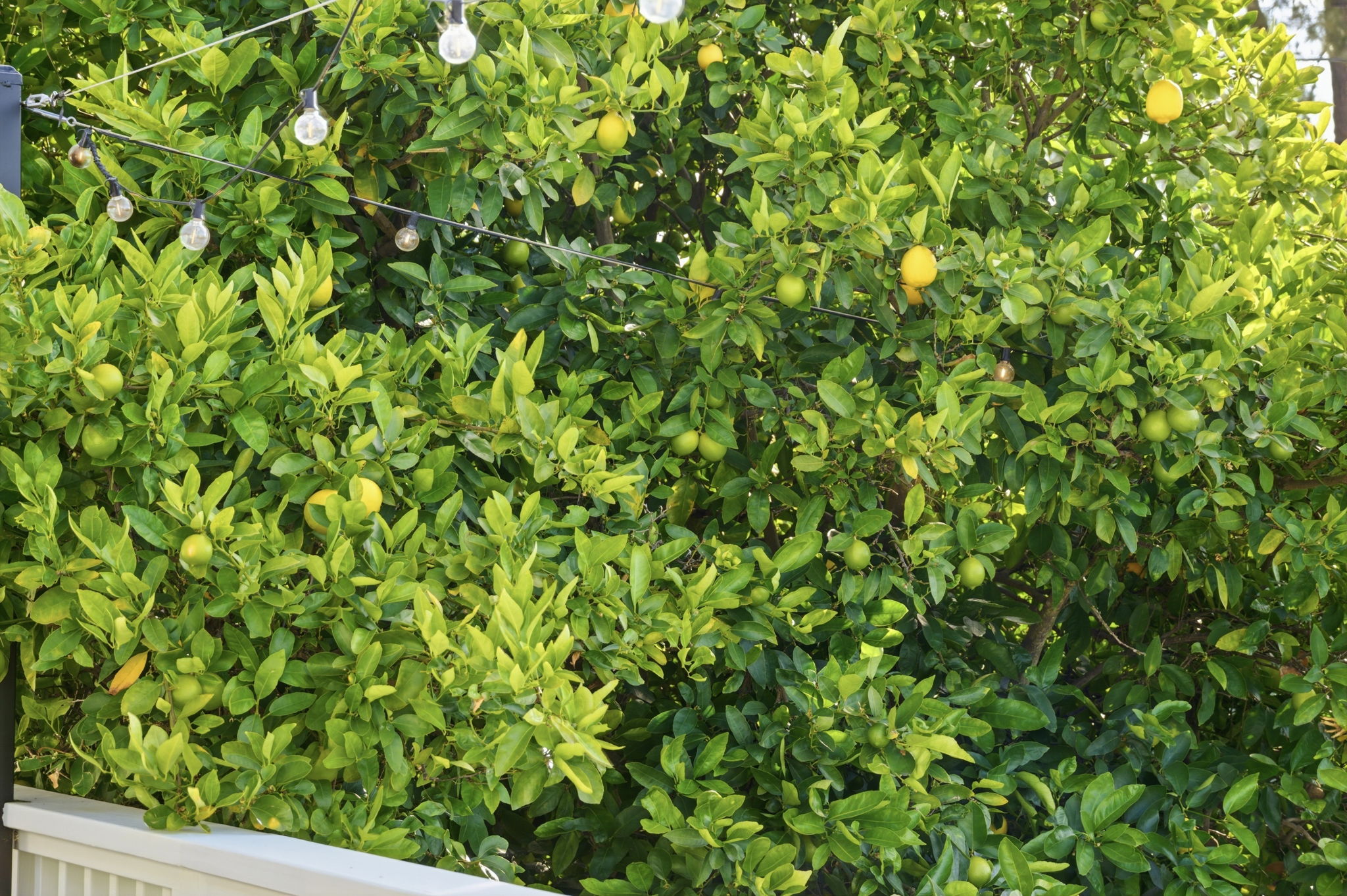  Photo 77