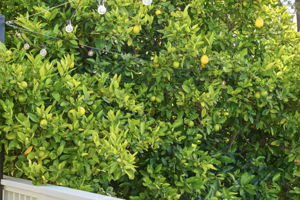  Photo 76
