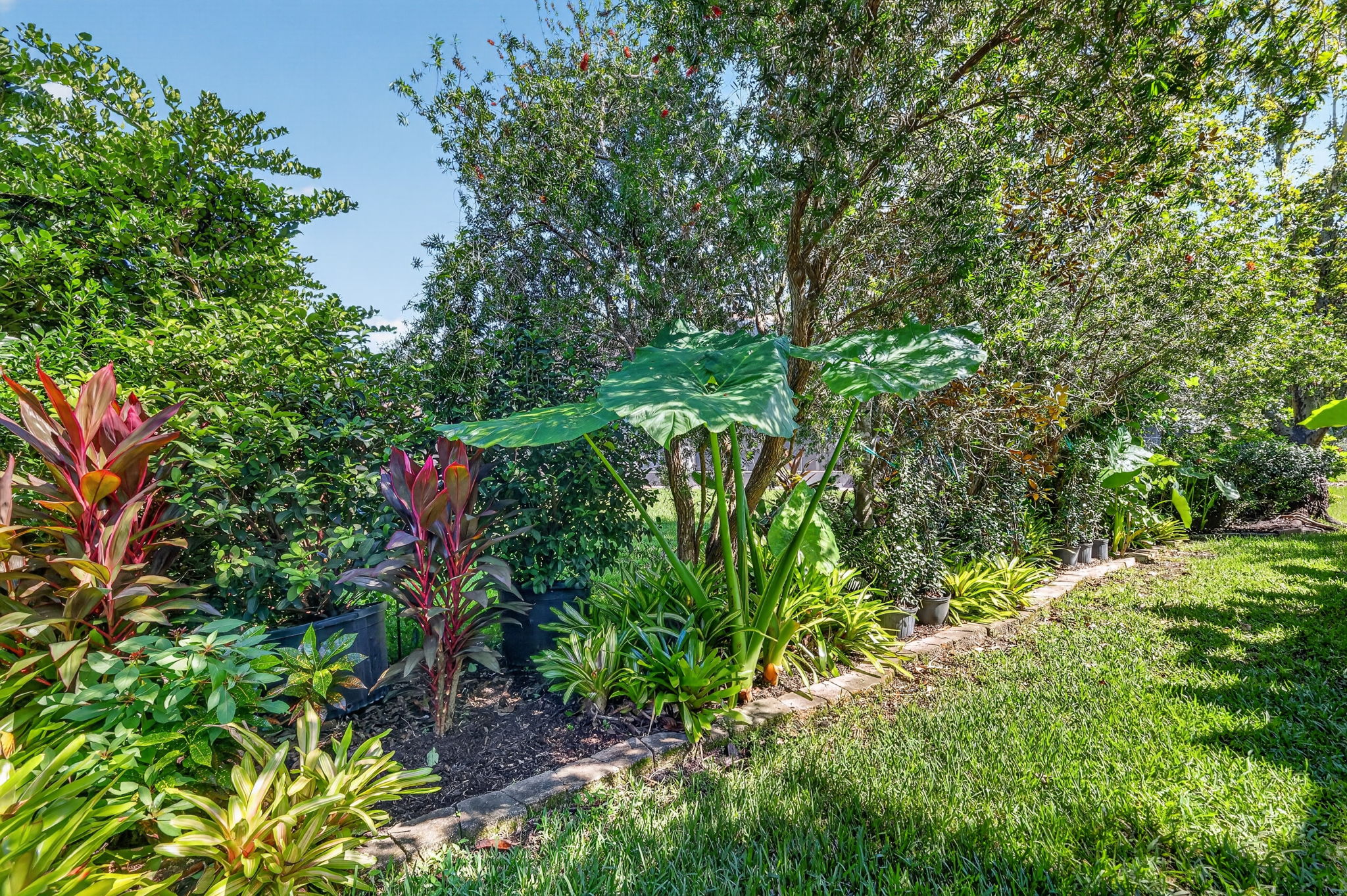 Tropical PRIVACY Landscaping!