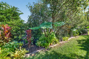 Tropical PRIVACY Landscaping!