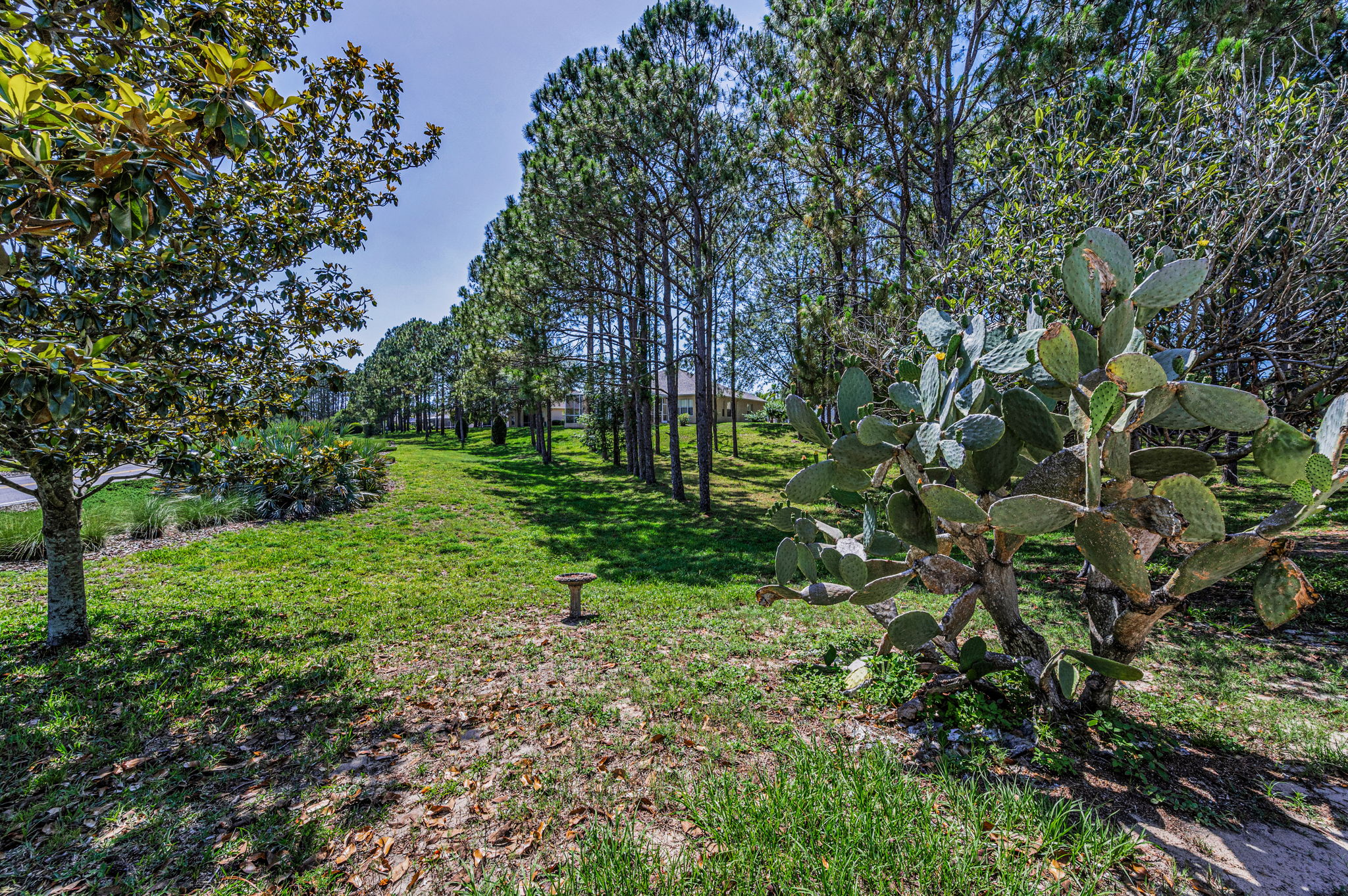 Backyard1