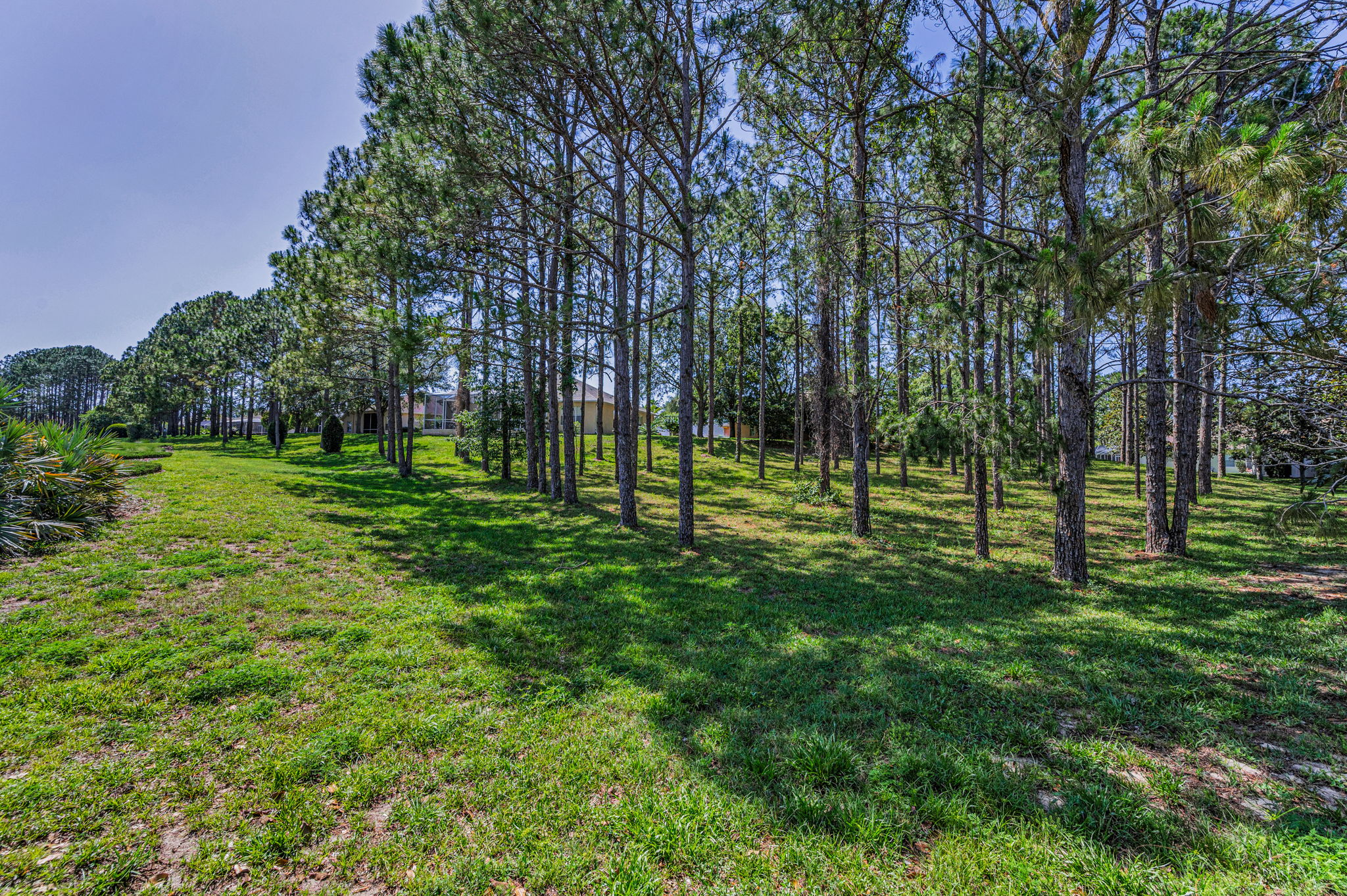 Backyard3