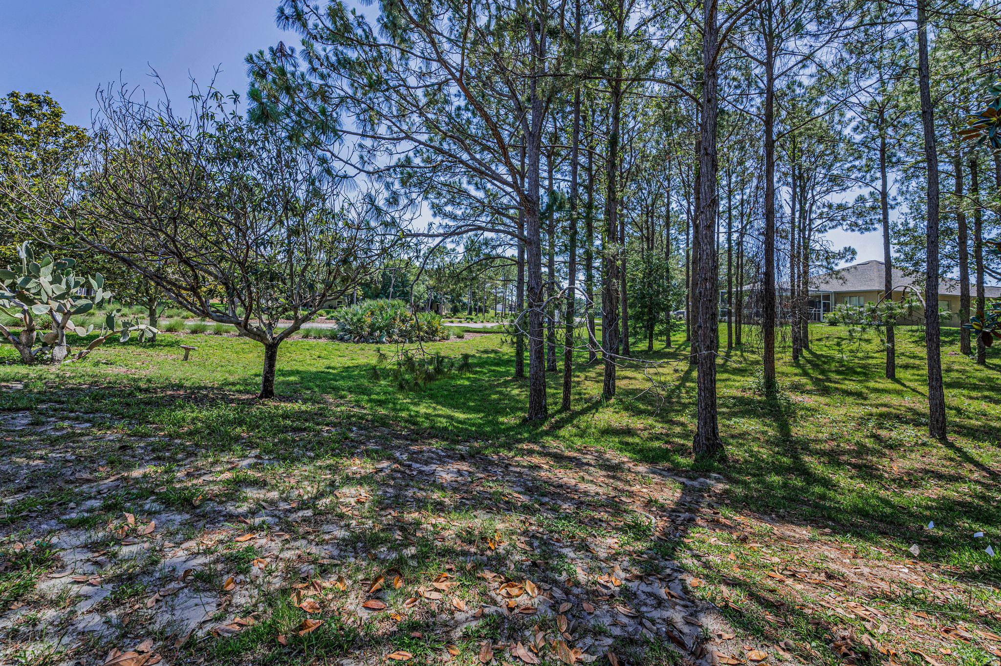 Backyard6