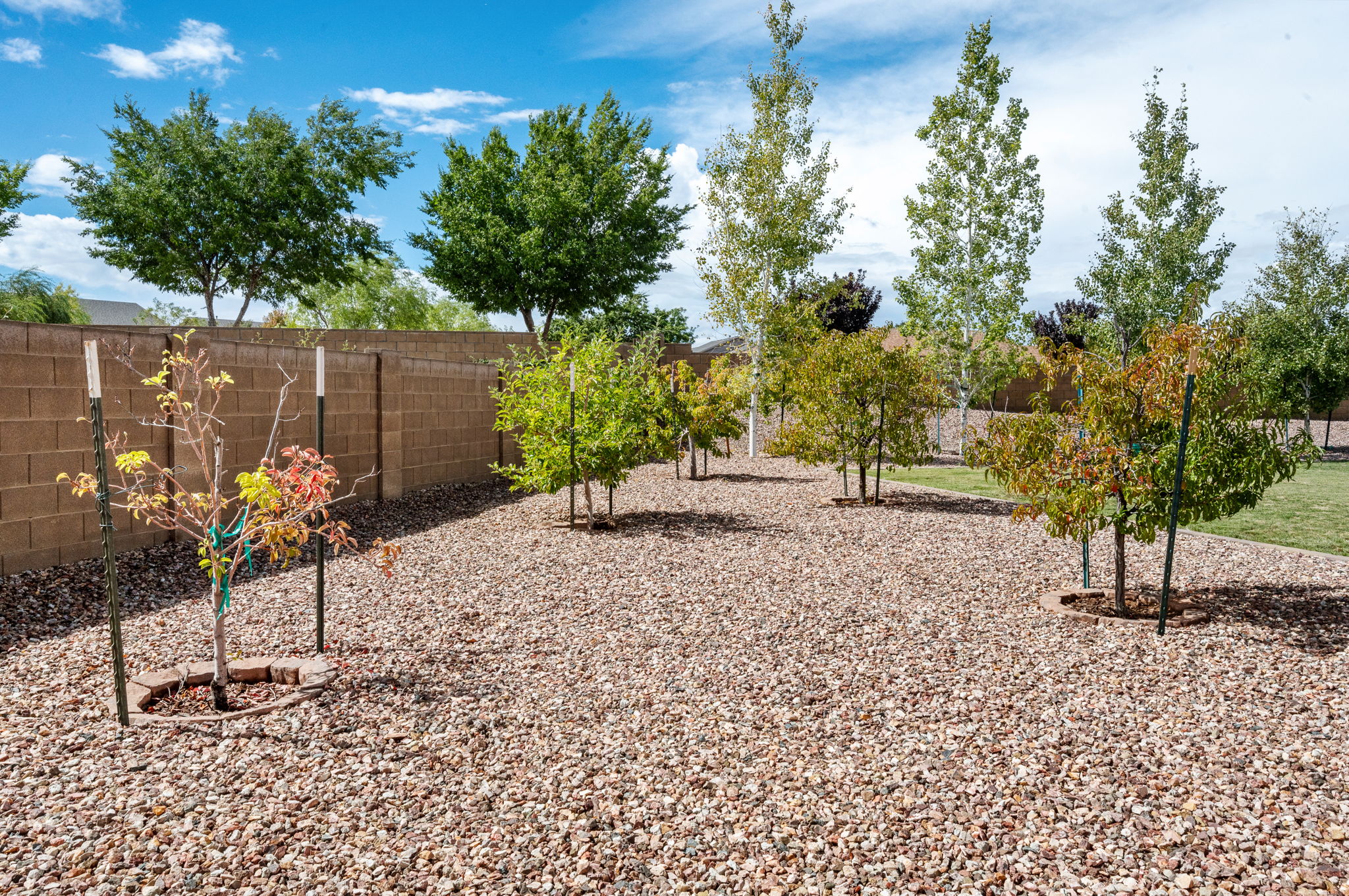 Backyard_2